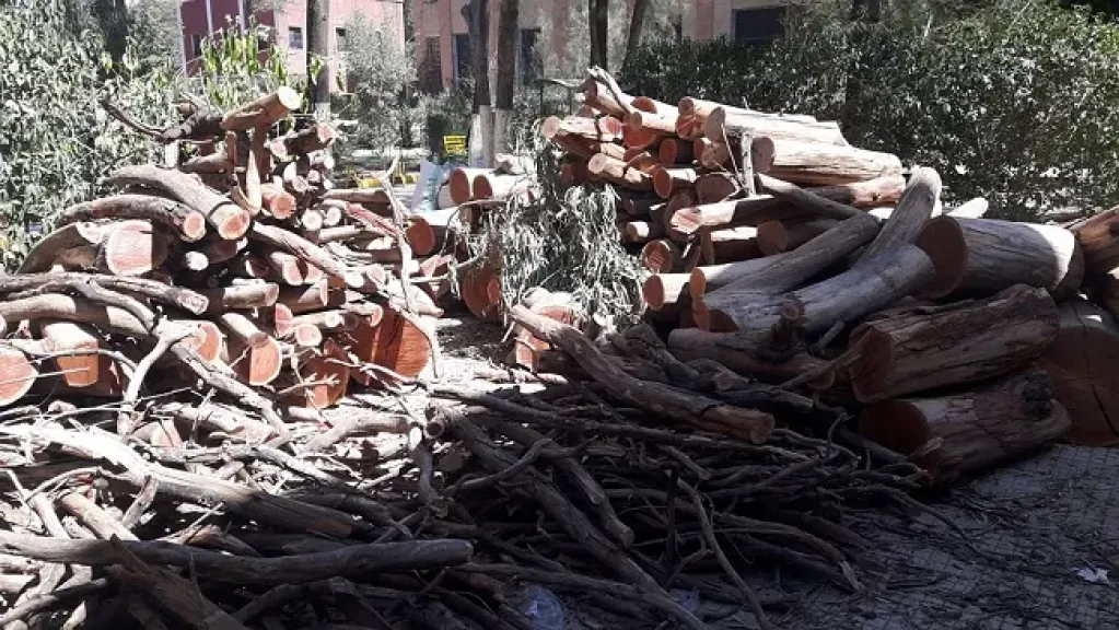 تحذيرات من مخاطر الاحتطاب الجائر في اليمن ومطالبات للسلطات بالتدخل العاجل لوقف استنزاف الأشجار